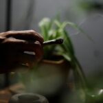 De la sabiduría popular a la ciencia: el camino hacia una regulación informada de la marihuana