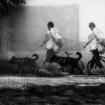 Asociaciones exigen voz en Ley de Bienestar Animal en Querétaro