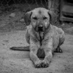 Querétaro: ciudadanos plantean nuevas medidas contra maltrato animal